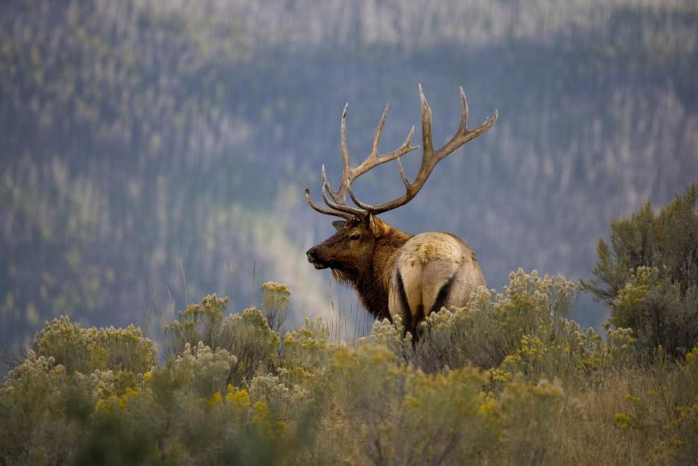 Sugar Butter Chalet, 2 Bedrooms, Wood Burning Stove, Hot Tub, Sleeps 6 Ruidoso Eksteriør bilde